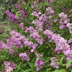 Meet your Posher, Anne